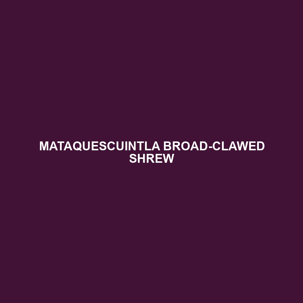 Mataquescuintla Broad-clawed Shrew