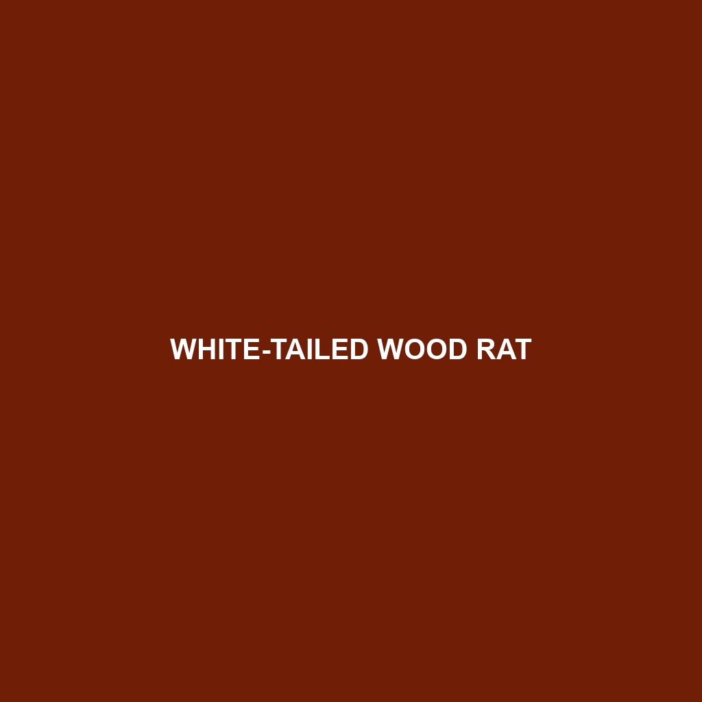 White-tailed Wood Rat