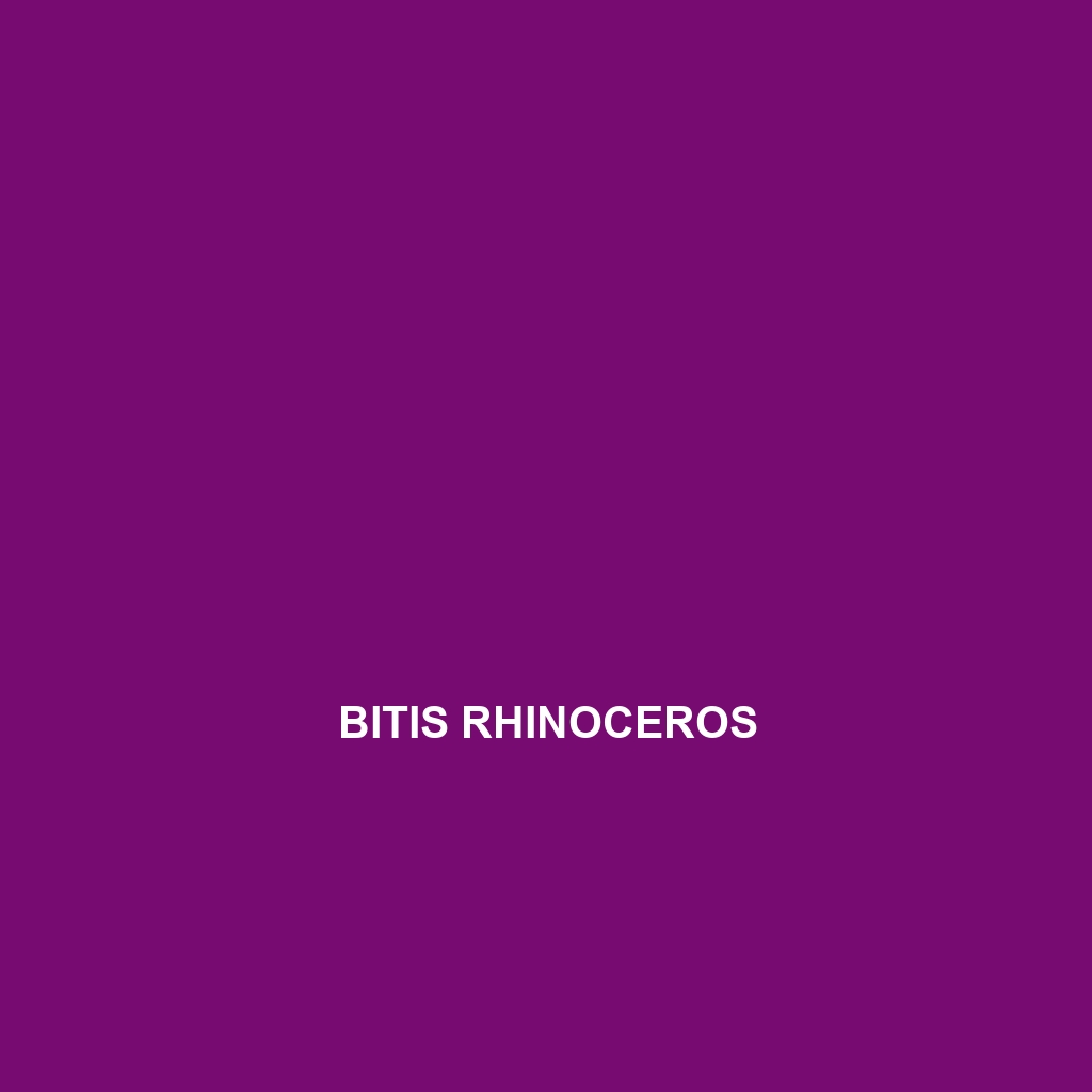 Bitis rhinoceros