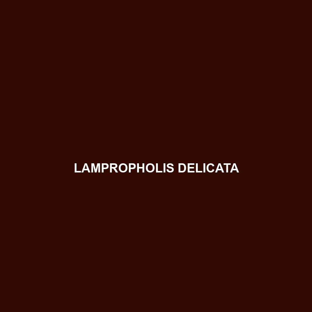 Lampropholis delicata