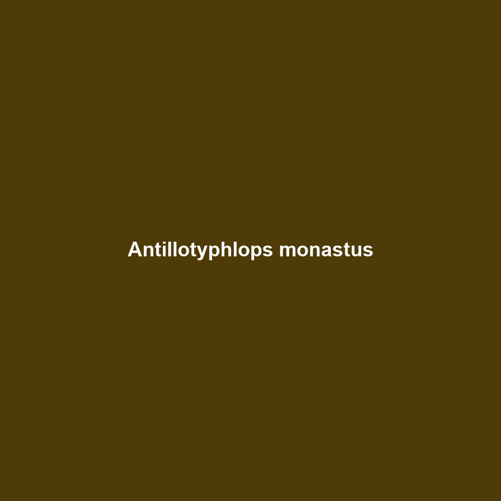 Antillotyphlops monastus