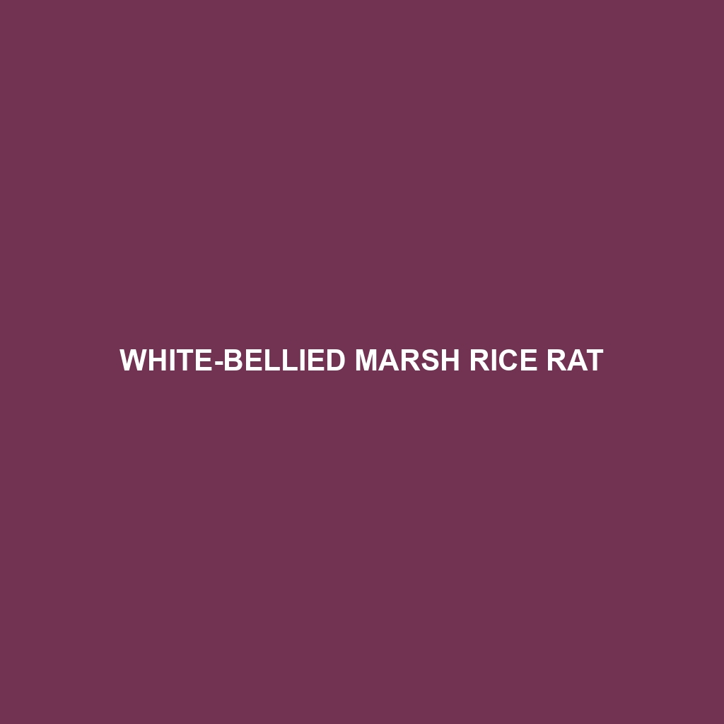 White-bellied Marsh Rice Rat