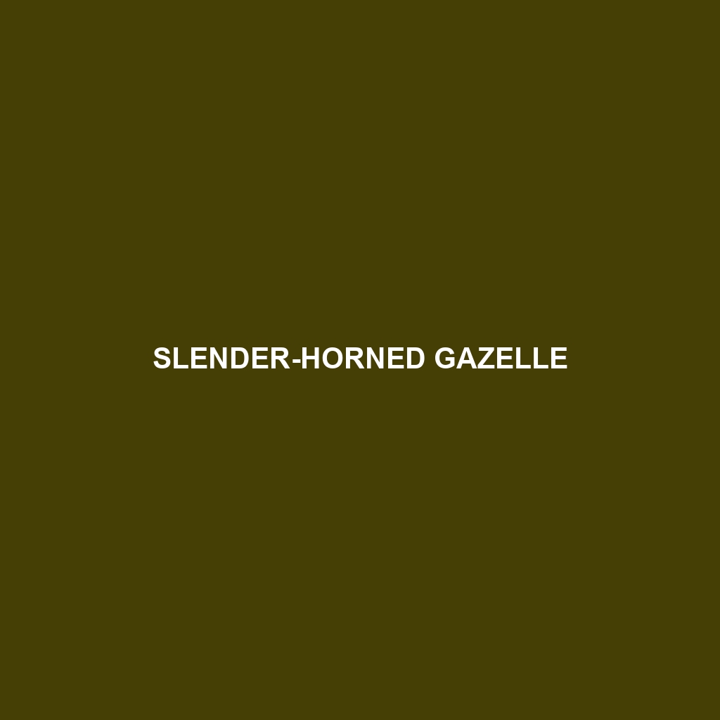 Slender-horned Gazelle