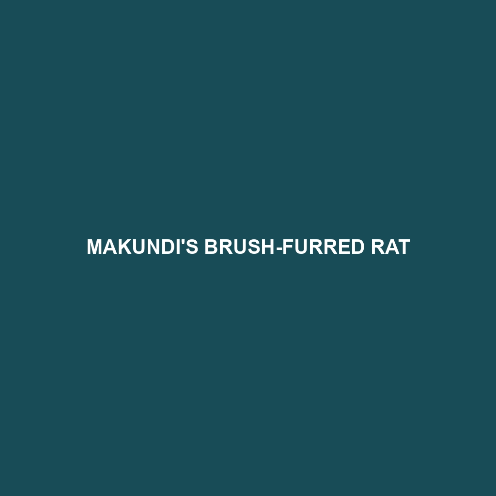 Makundi's Brush-furred Rat