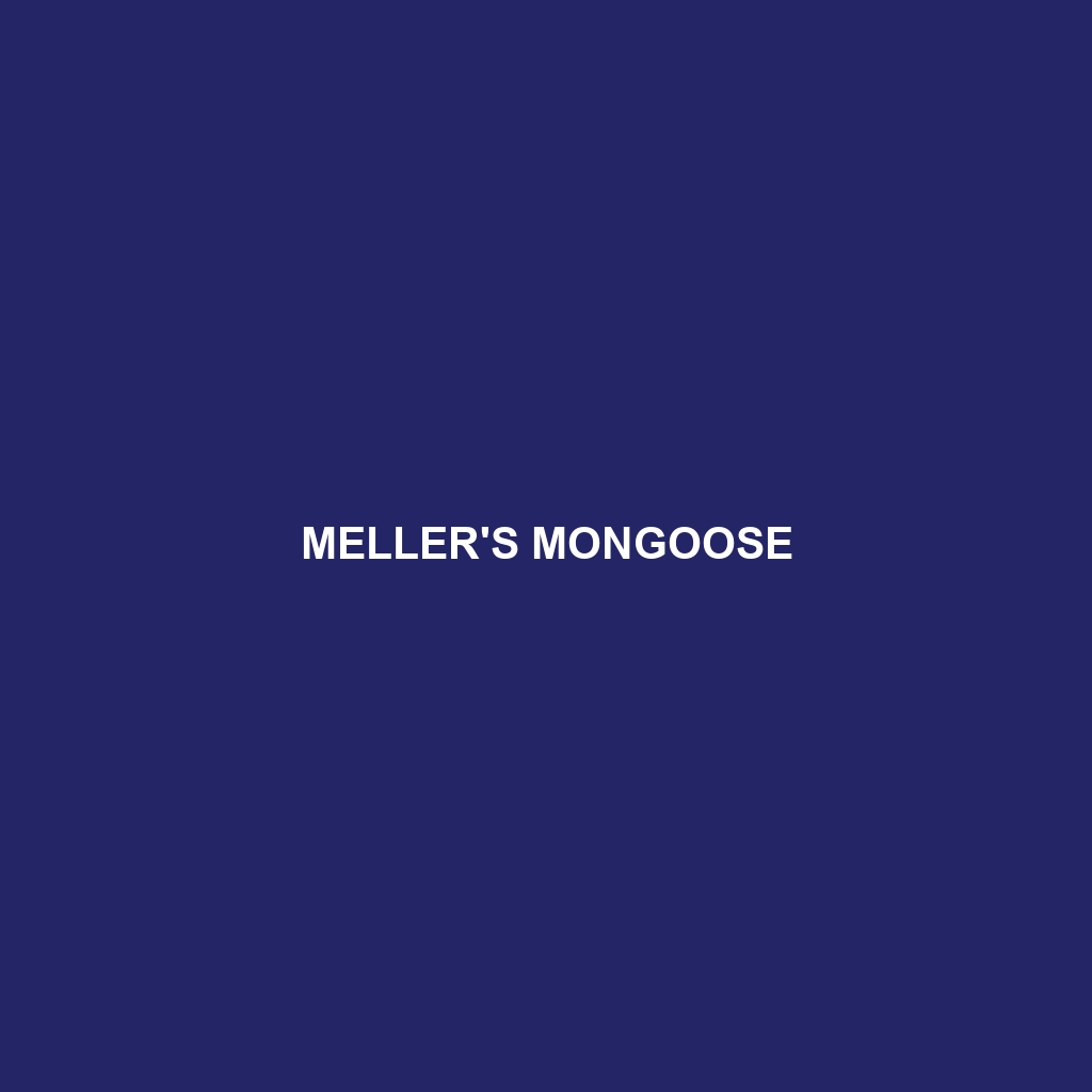 Meller's Mongoose