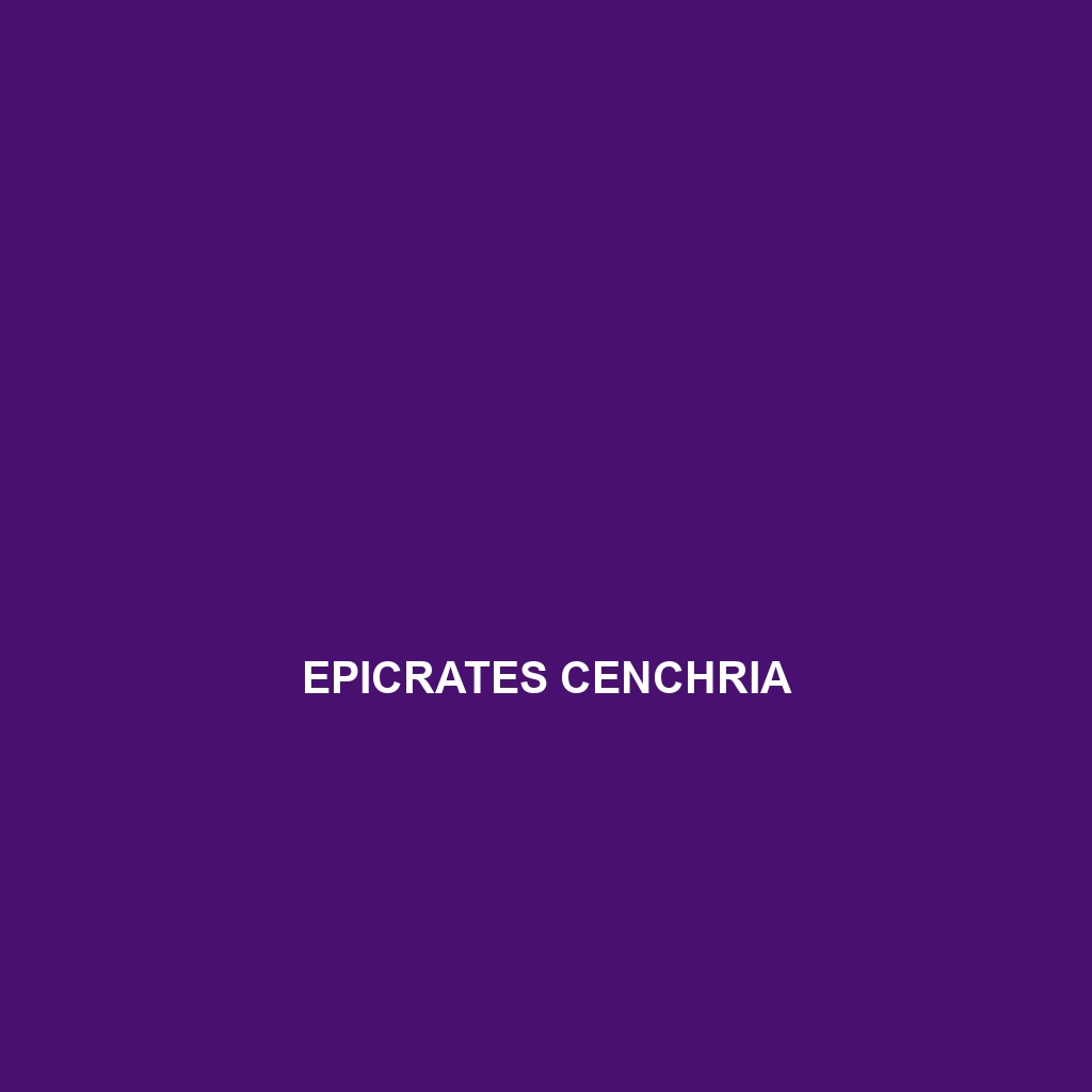 Epicrates cenchria