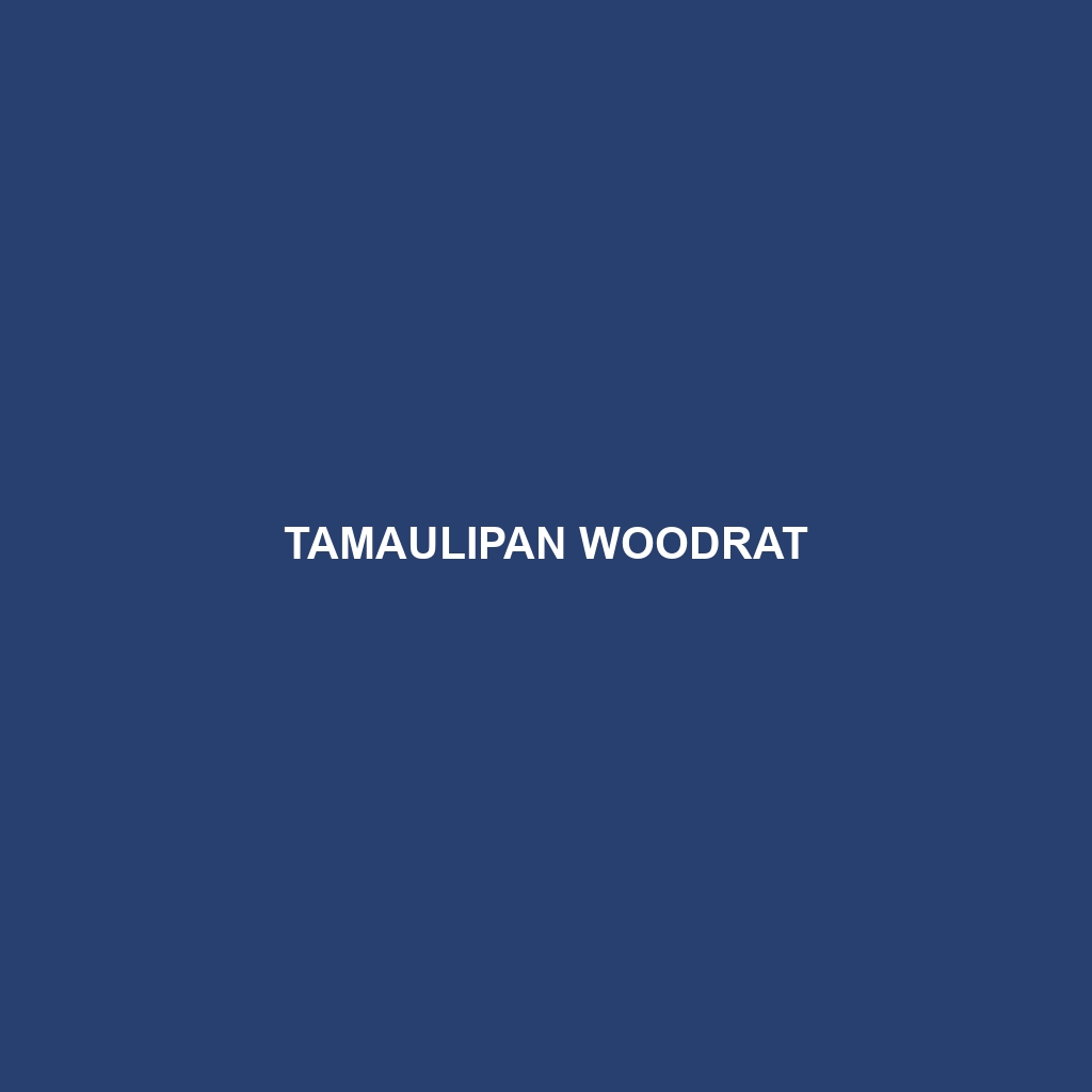 Tamaulipan Woodrat