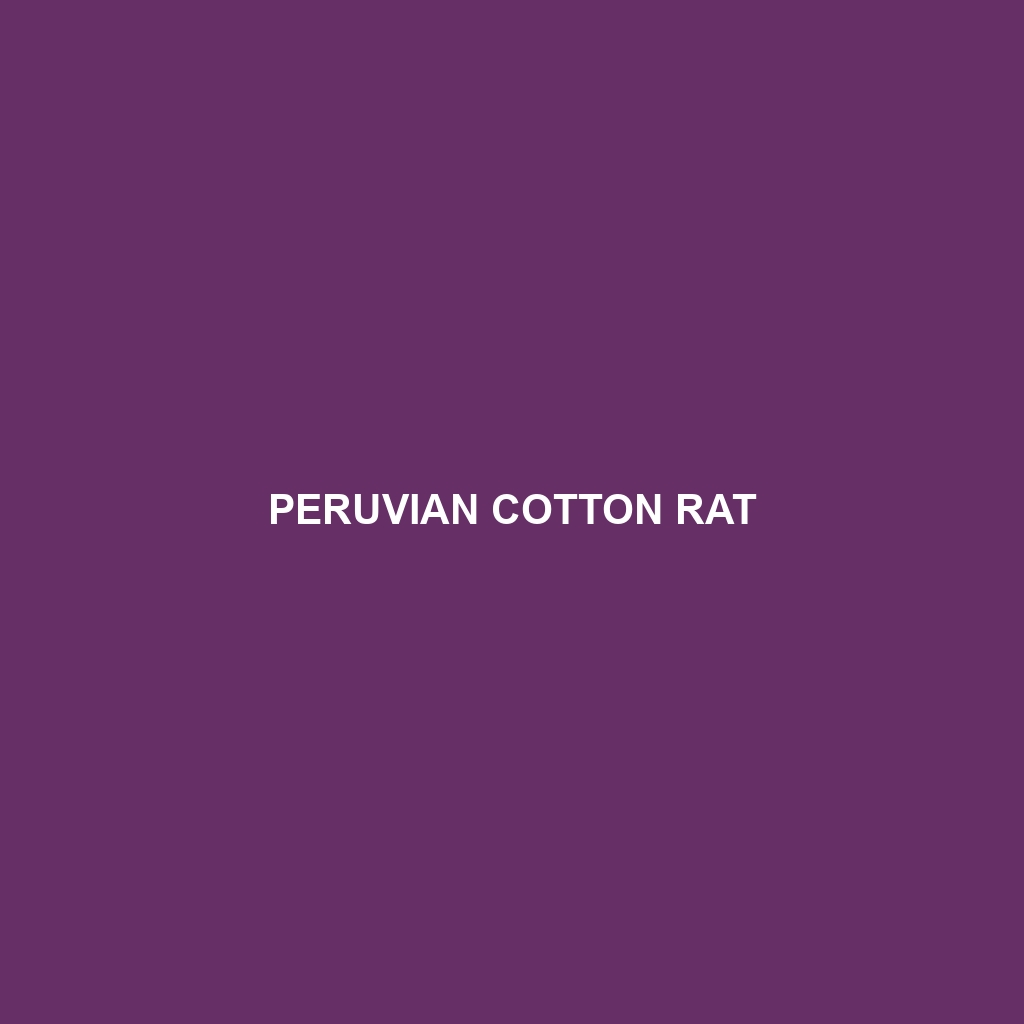 Peruvian Cotton Rat