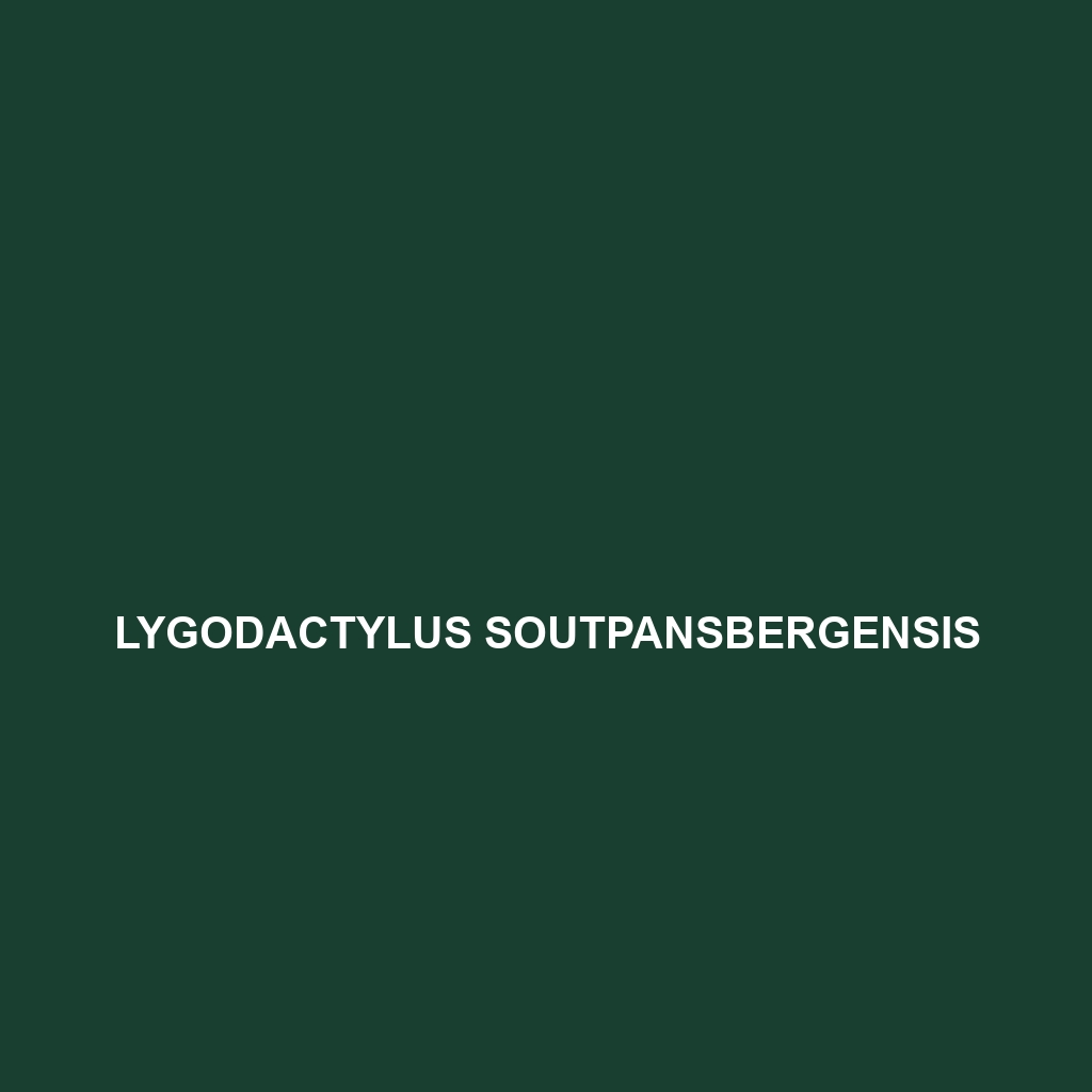 Lygodactylus soutpansbergensis