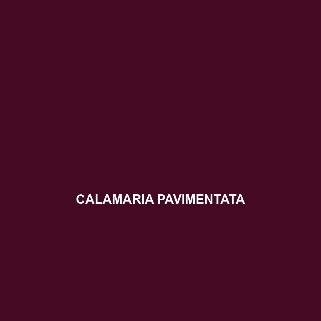 Calamaria pavimentata