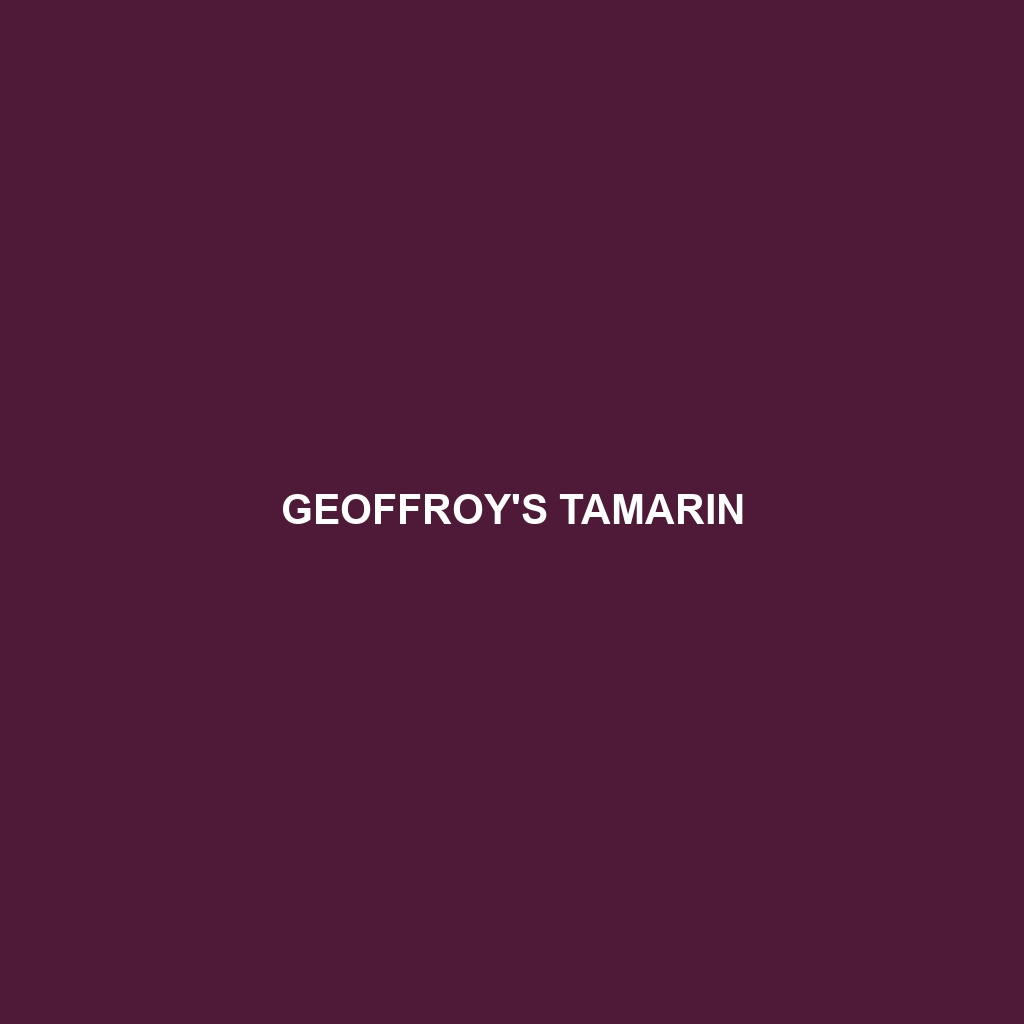 Geoffroy's Tamarin