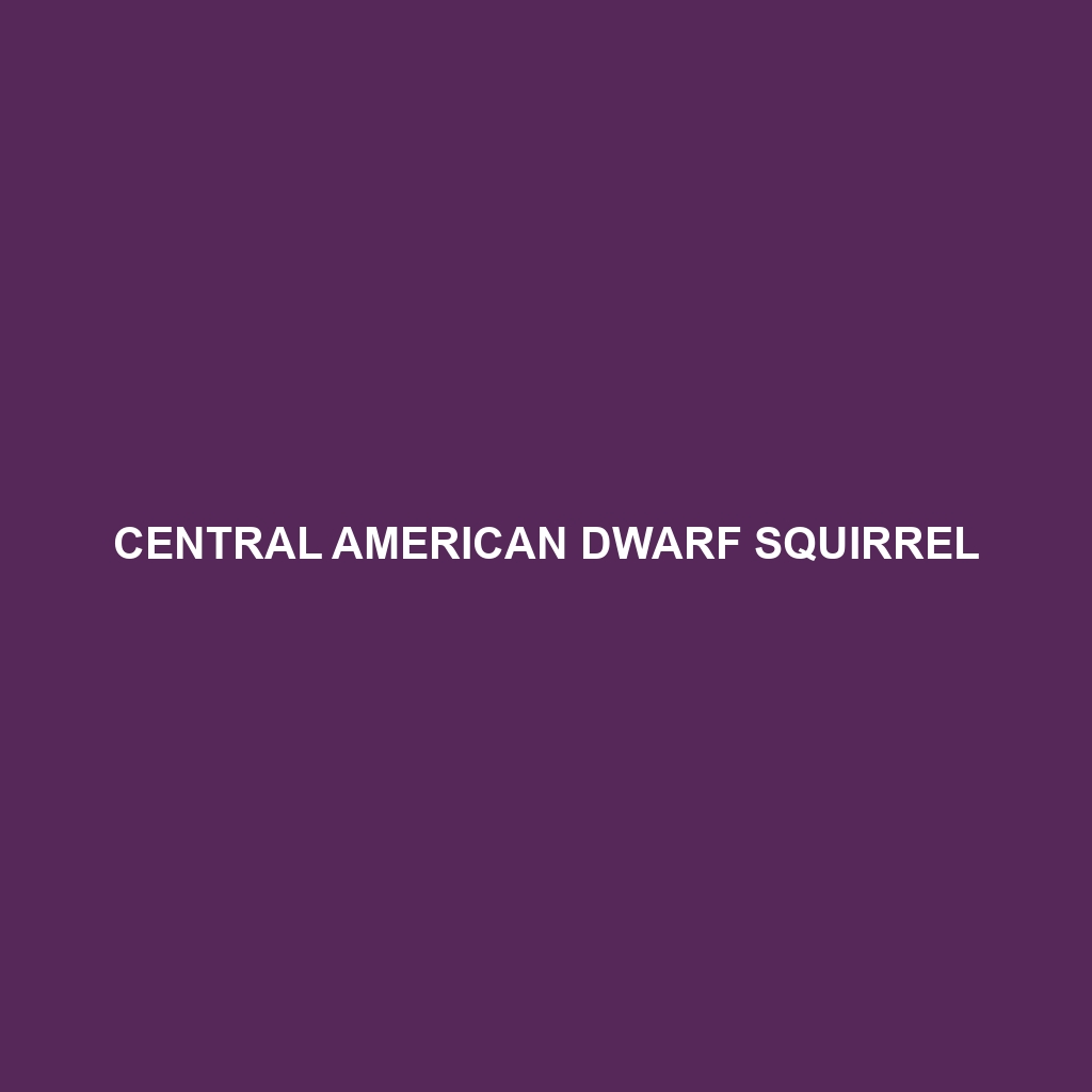 Central American Dwarf Squirrel