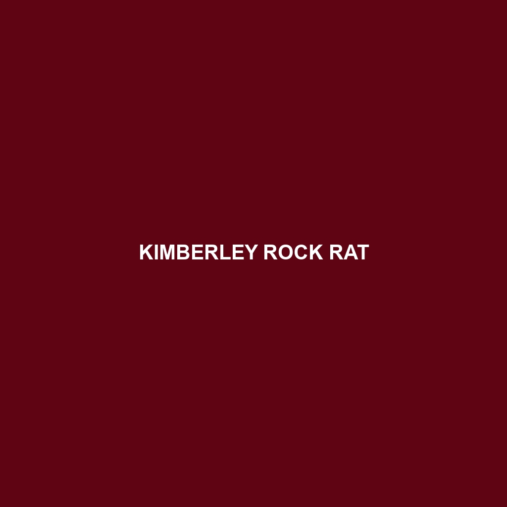 Kimberley Rock Rat