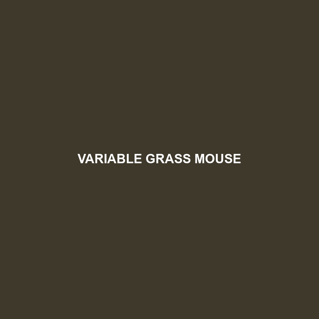 Variable Grass Mouse