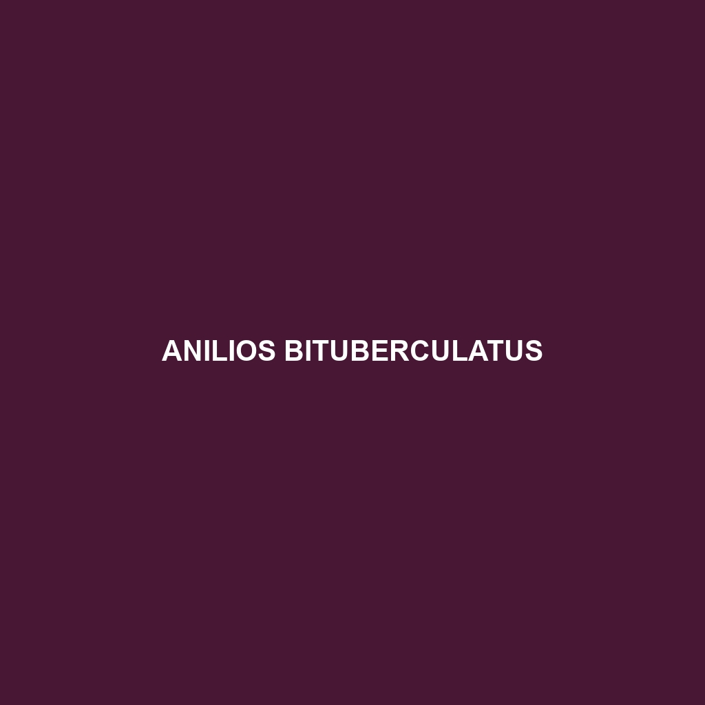 Anilios bituberculatus