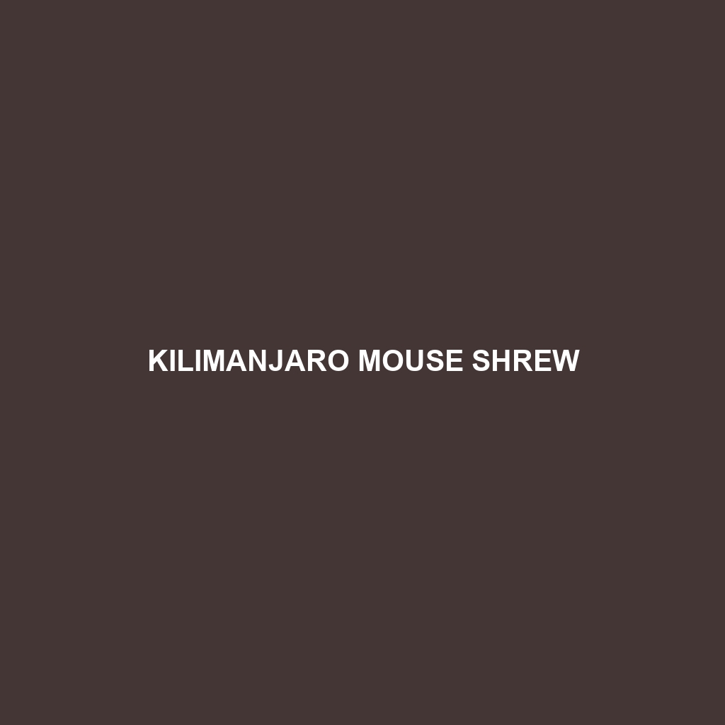 Kilimanjaro Mouse Shrew