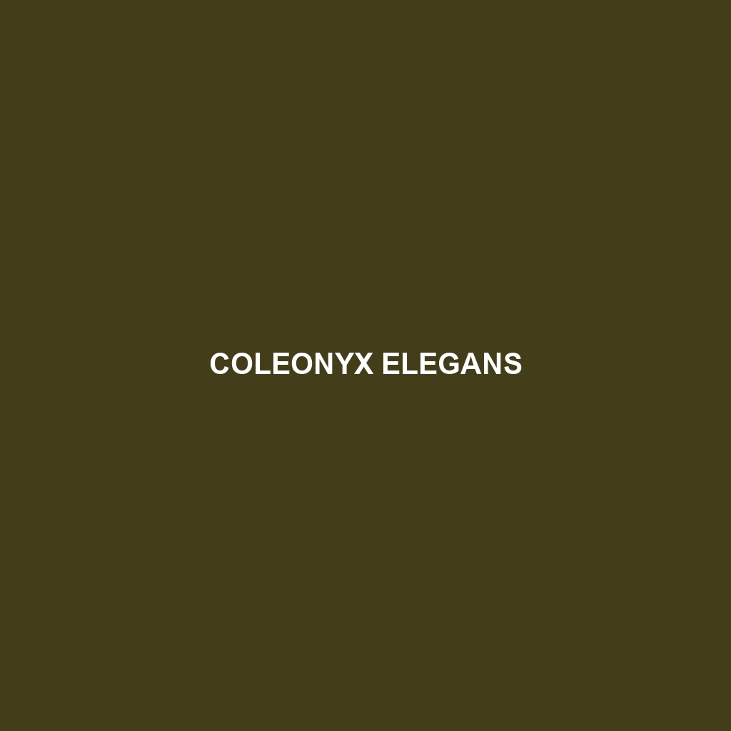 Coleonyx elegans