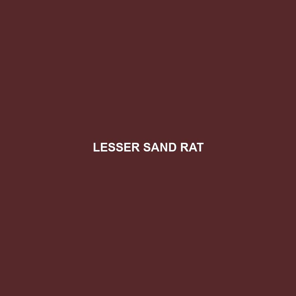 Lesser Sand Rat