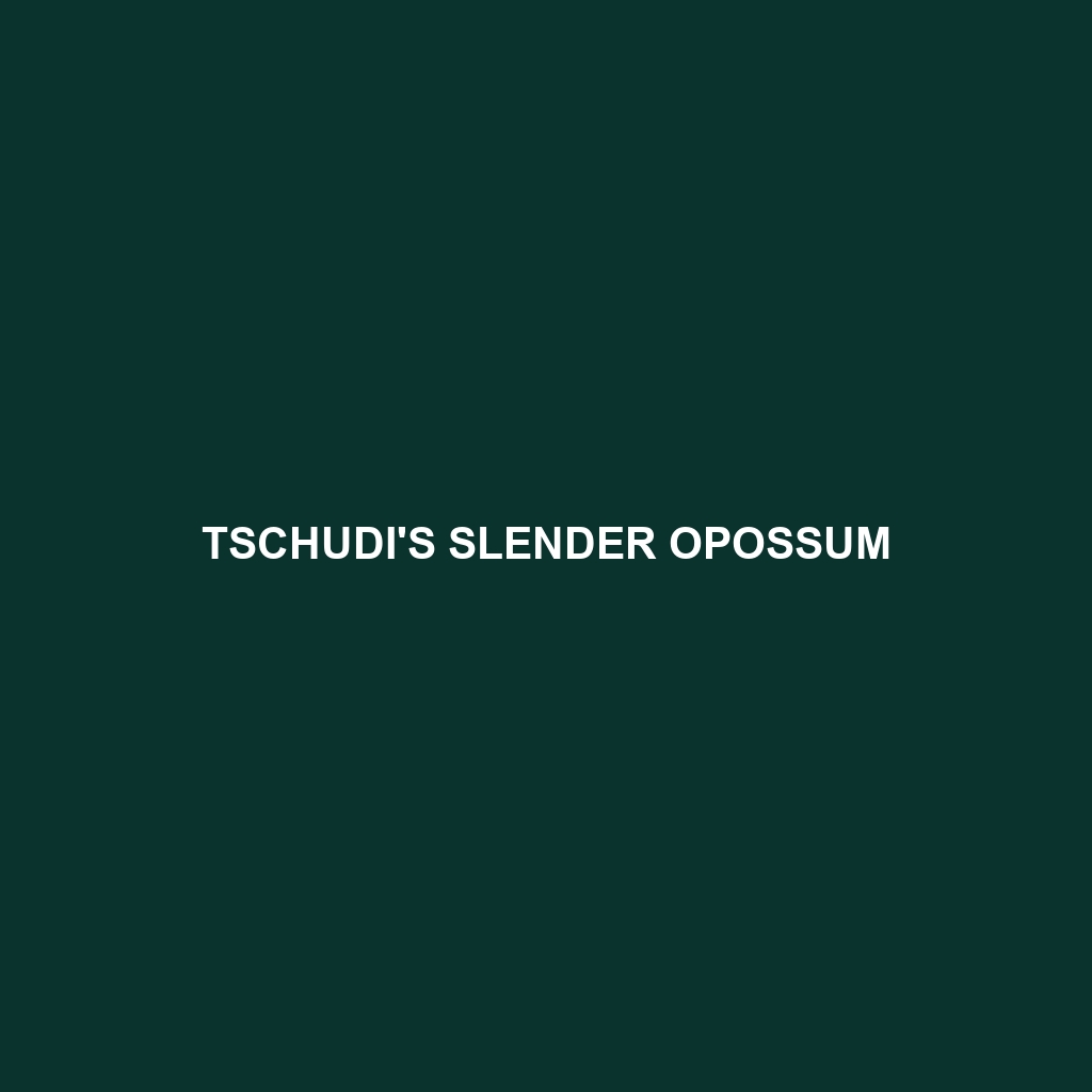 Tschudi's Slender Opossum