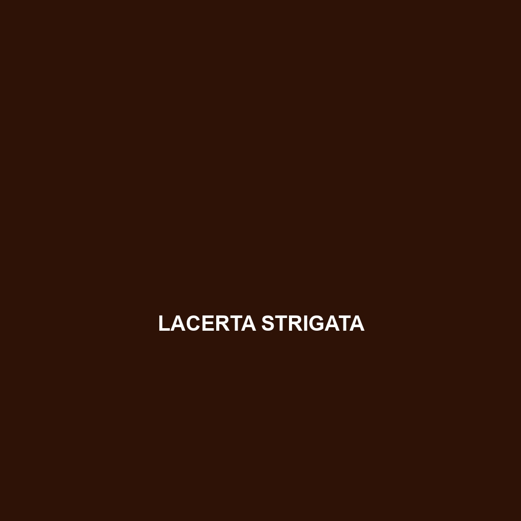 Lacerta strigata