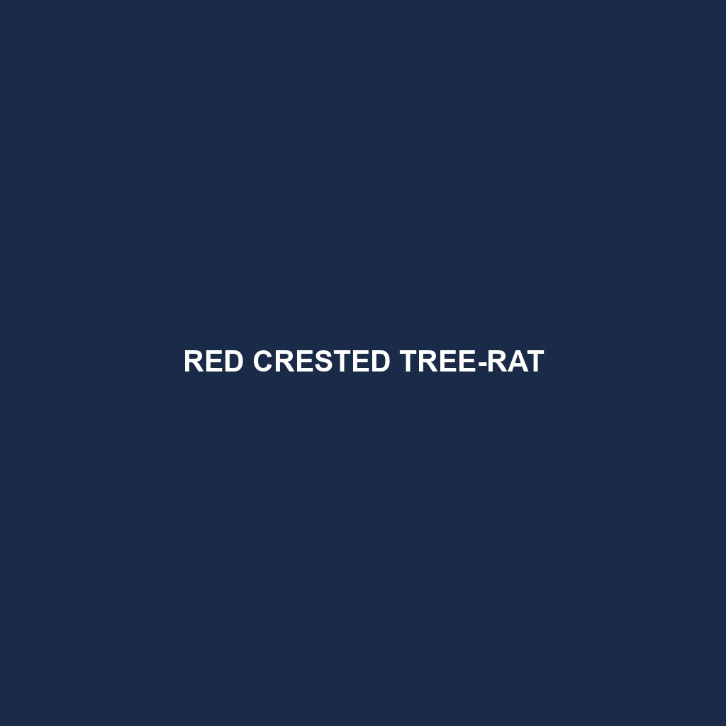 Red Crested Tree-rat