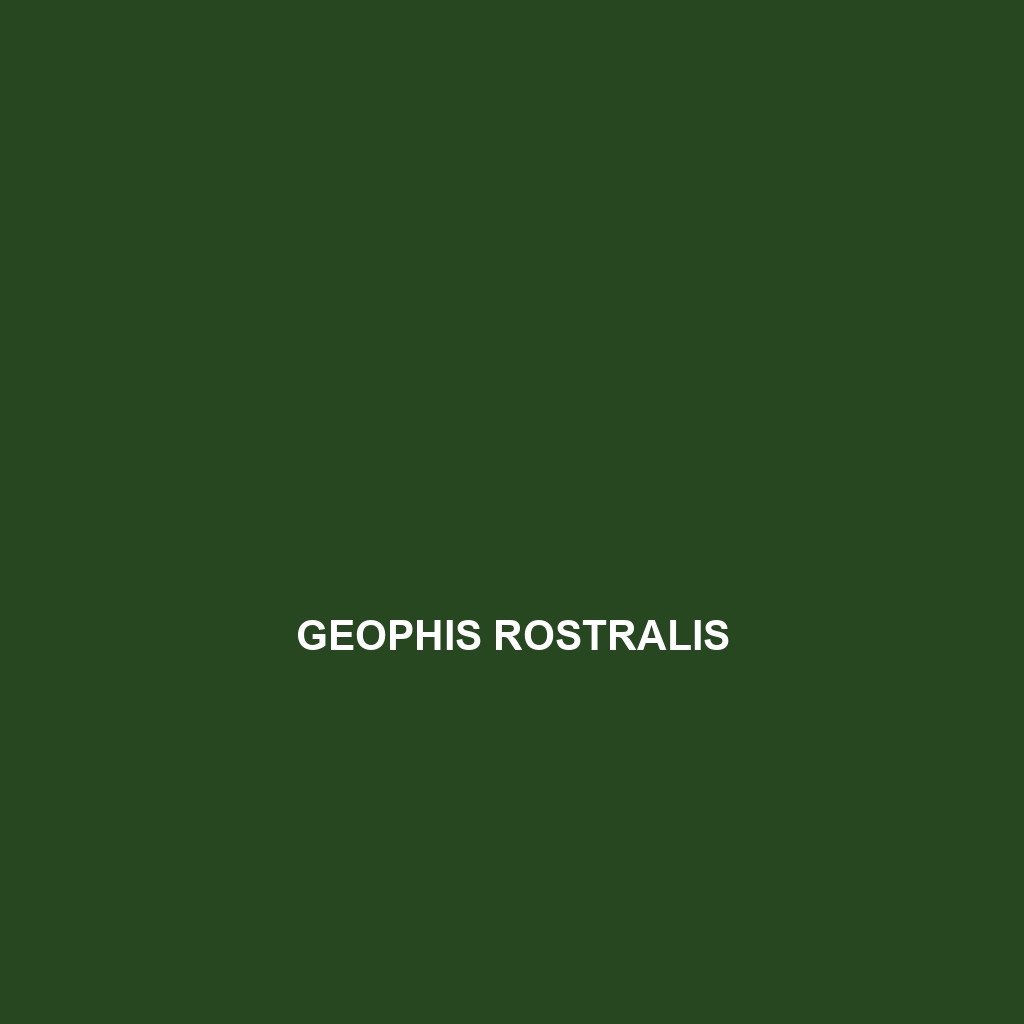 Geophis rostralis