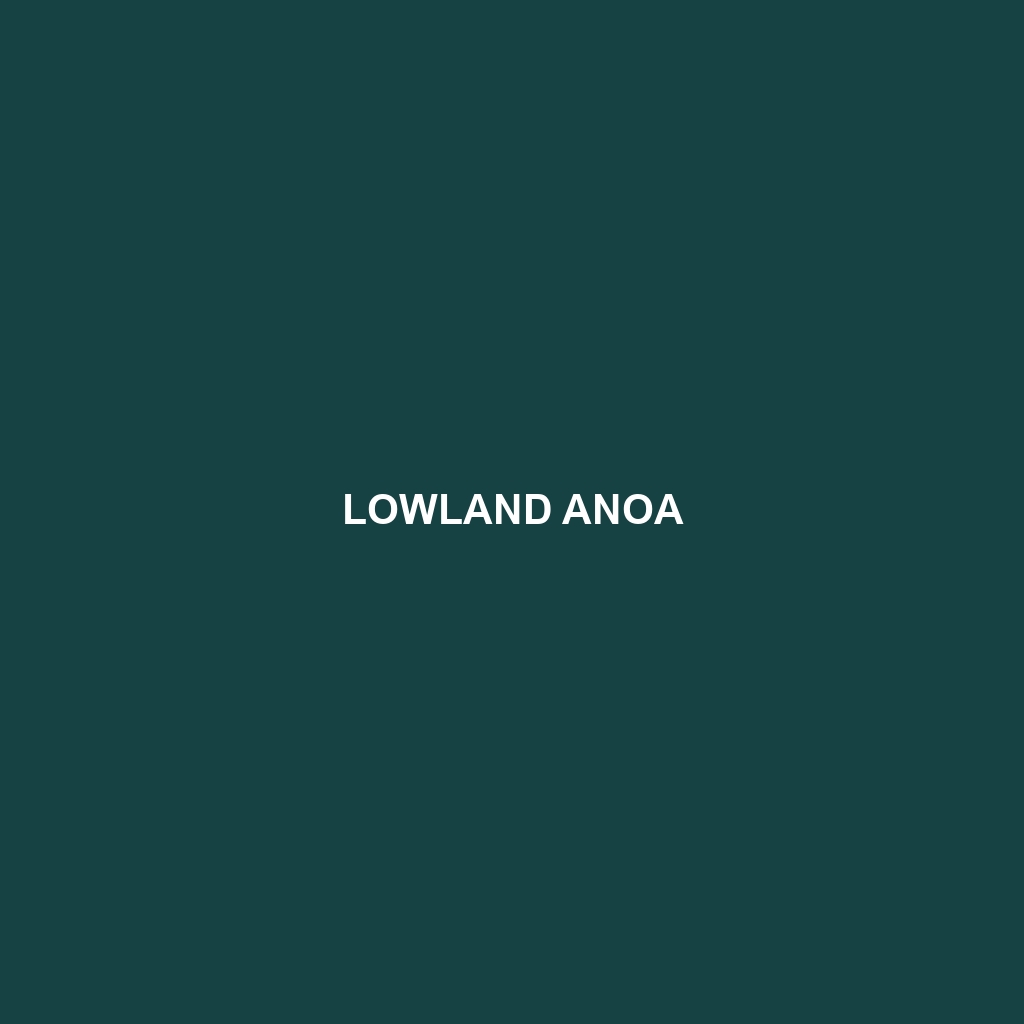 Lowland Anoa