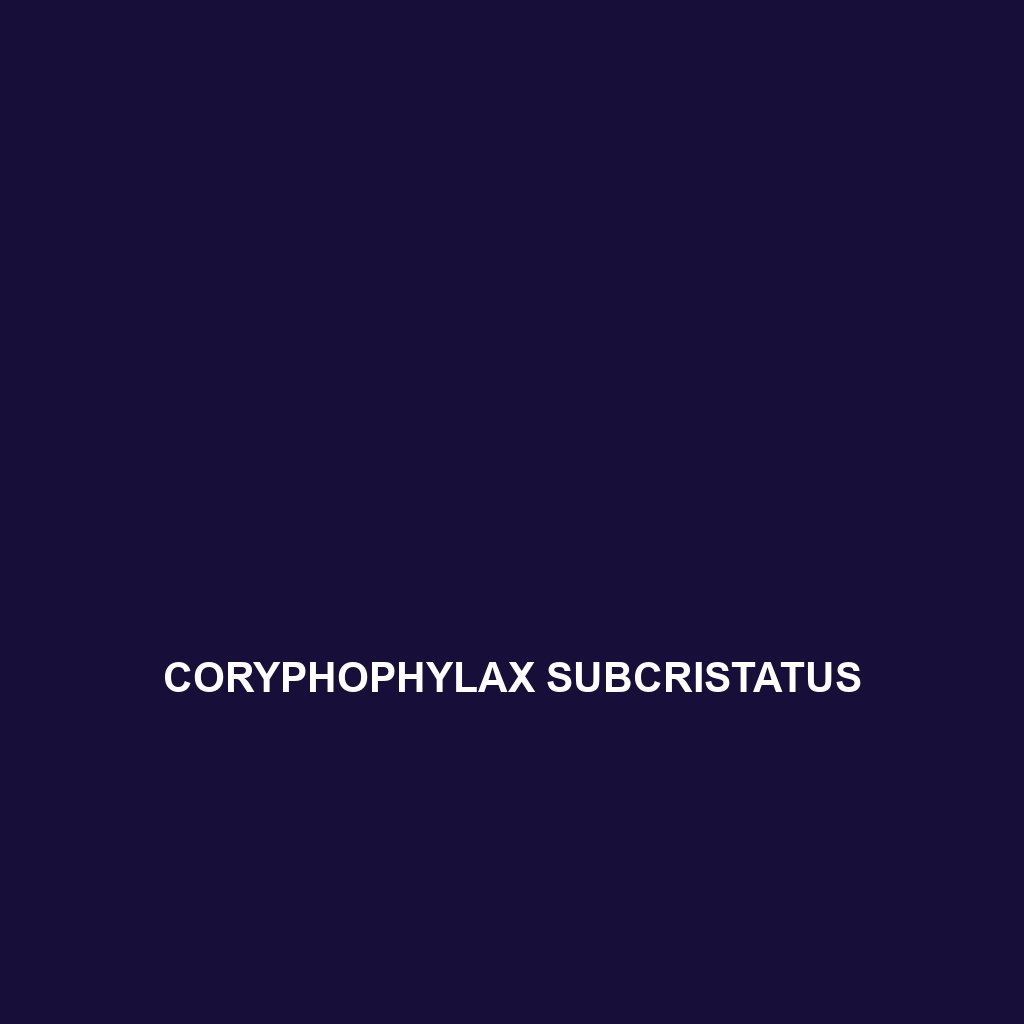 Coryphophylax subcristatus