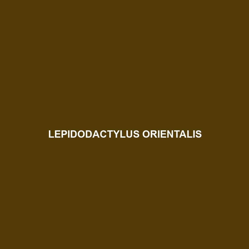 Lepidodactylus orientalis