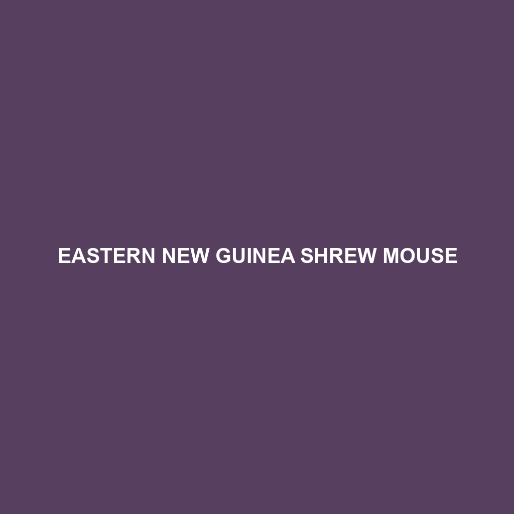 Eastern New Guinea Shrew Mouse