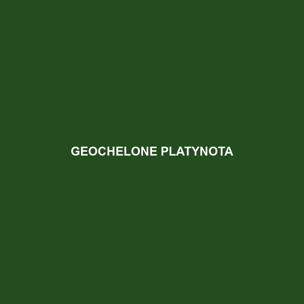 Geochelone platynota