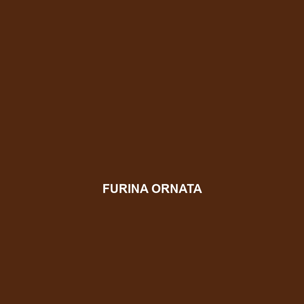 Furina ornata