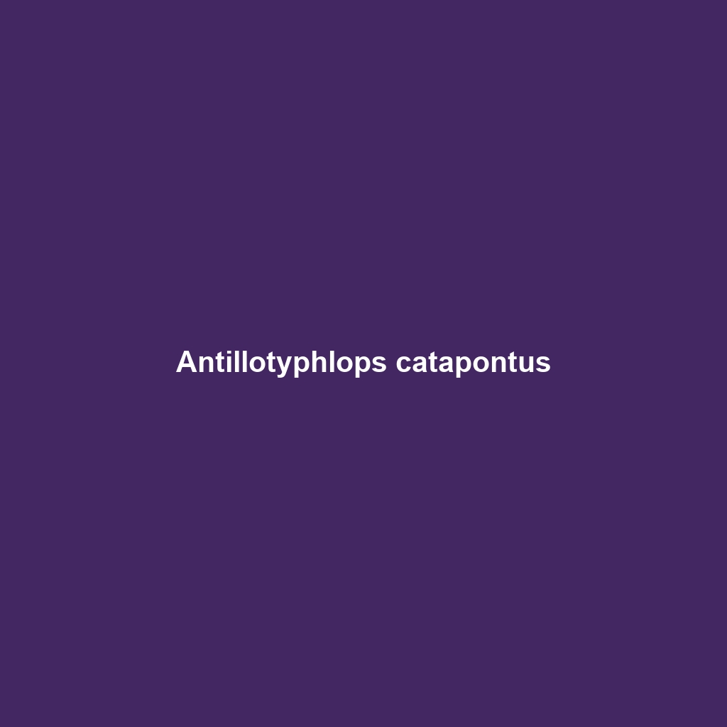 Antillotyphlops catapontus