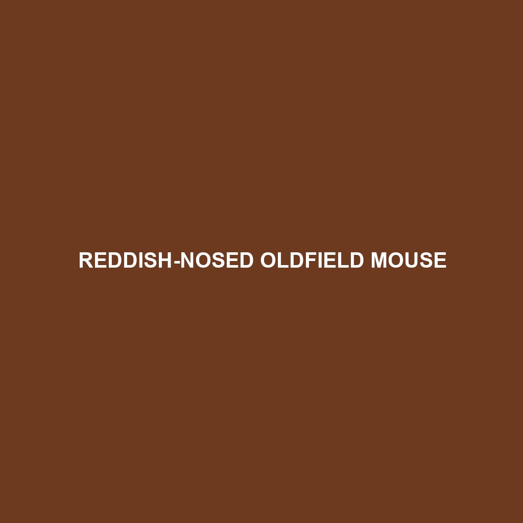 Reddish-nosed Oldfield Mouse