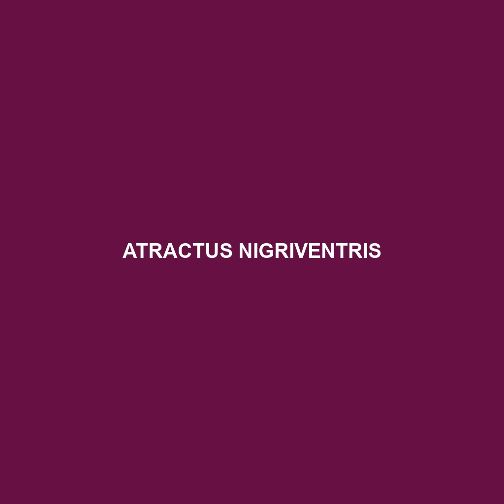 Atractus nigriventris