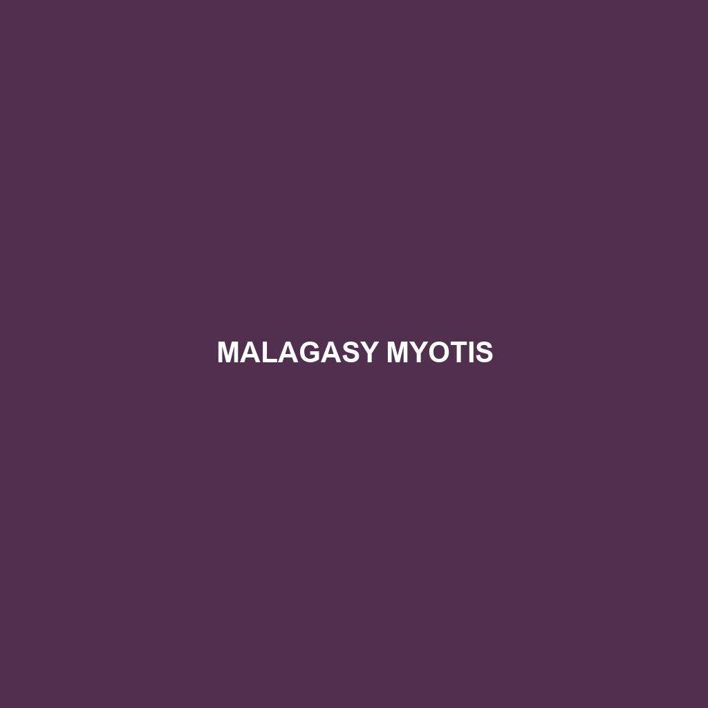 Malagasy Myotis