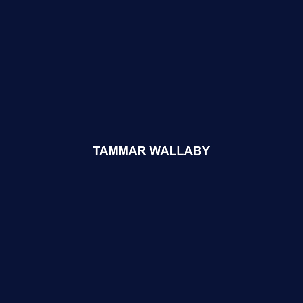 Tammar Wallaby