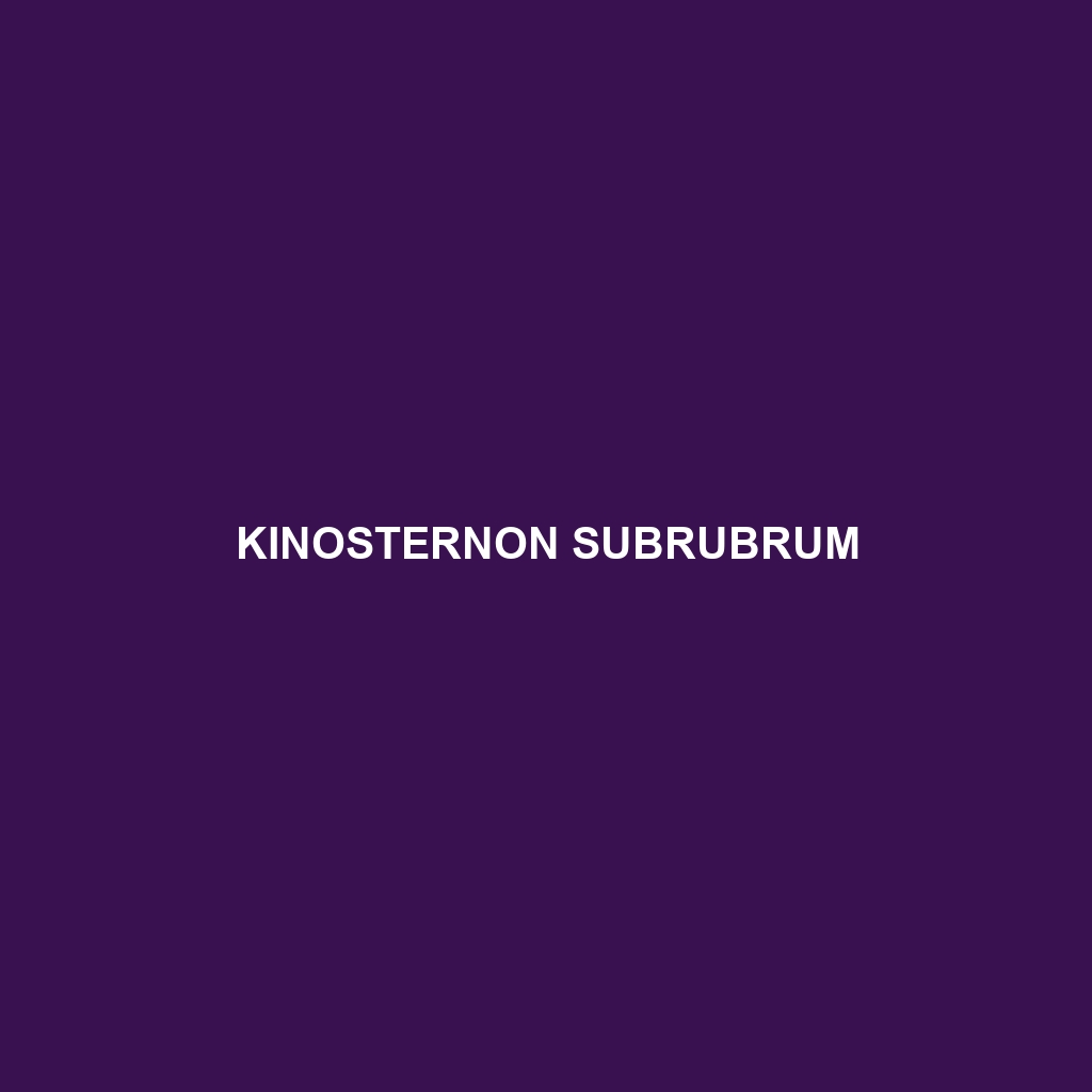 Kinosternon subrubrum