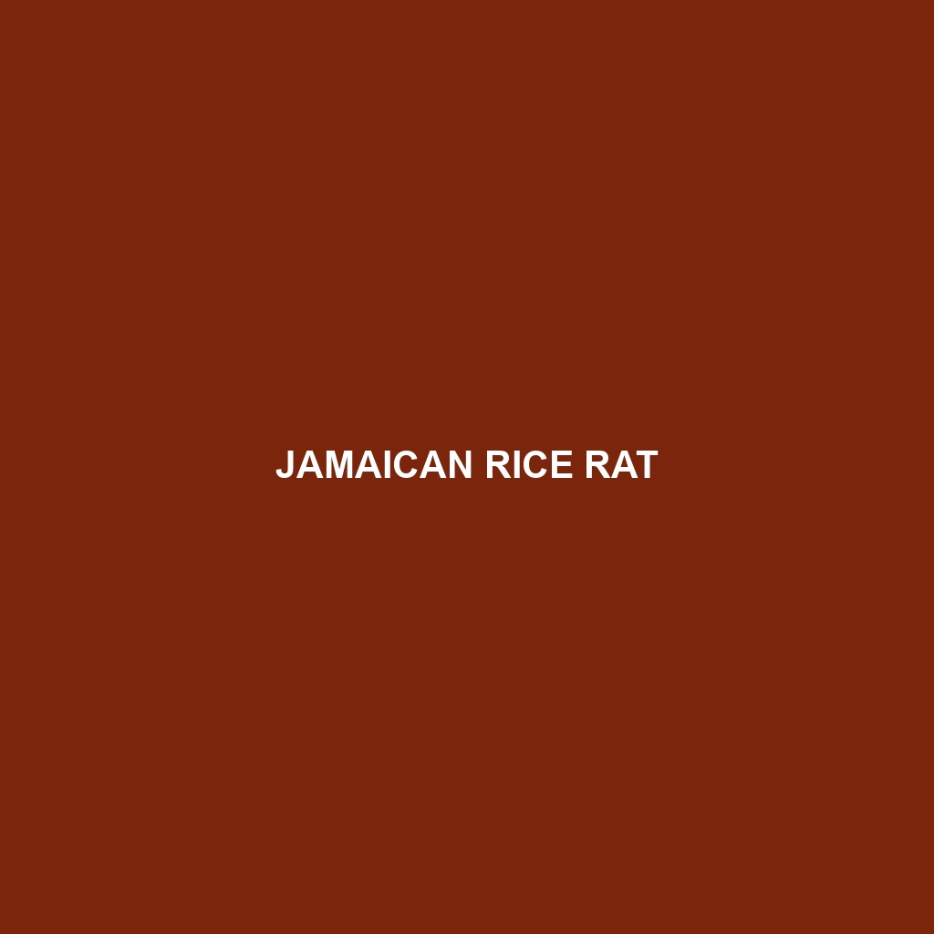 Jamaican Rice Rat