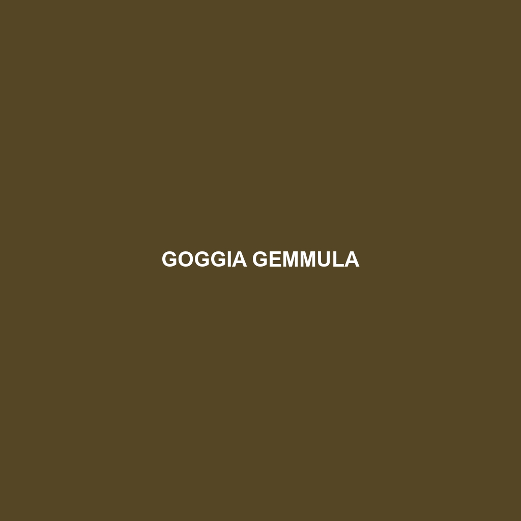 Goggia gemmula