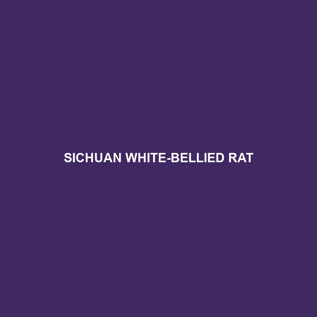 Sichuan White-bellied Rat