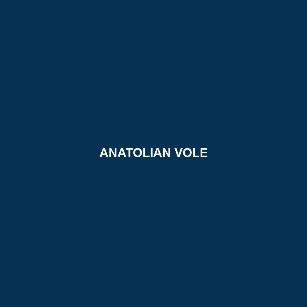 Anatolian Vole