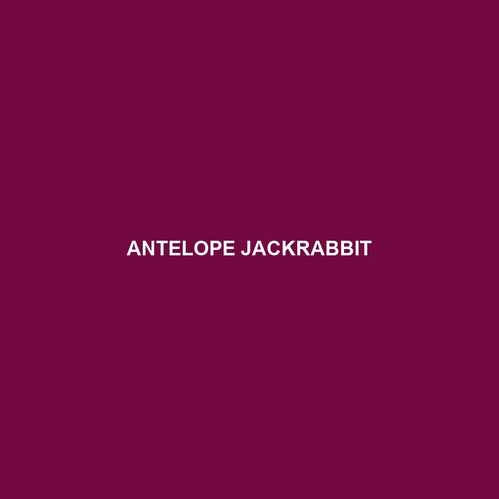 Antelope Jackrabbit