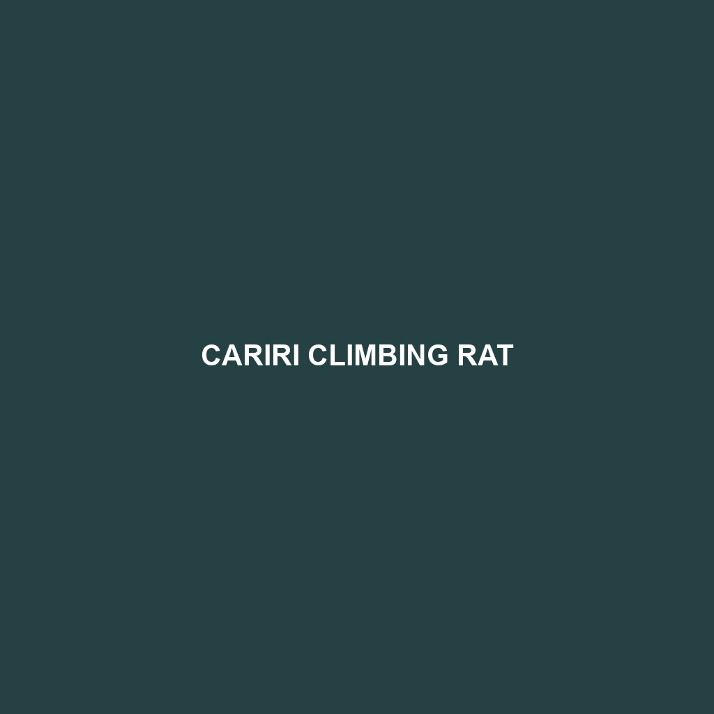 Cariri Climbing Rat