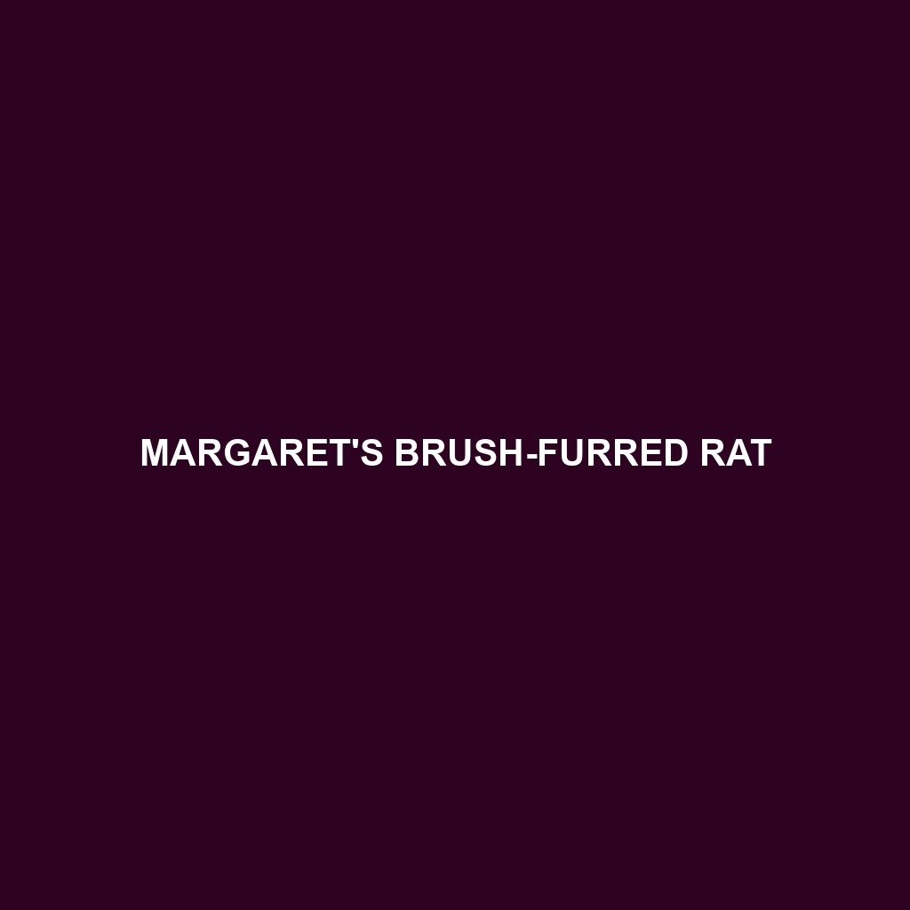 Margaret's Brush-furred Rat