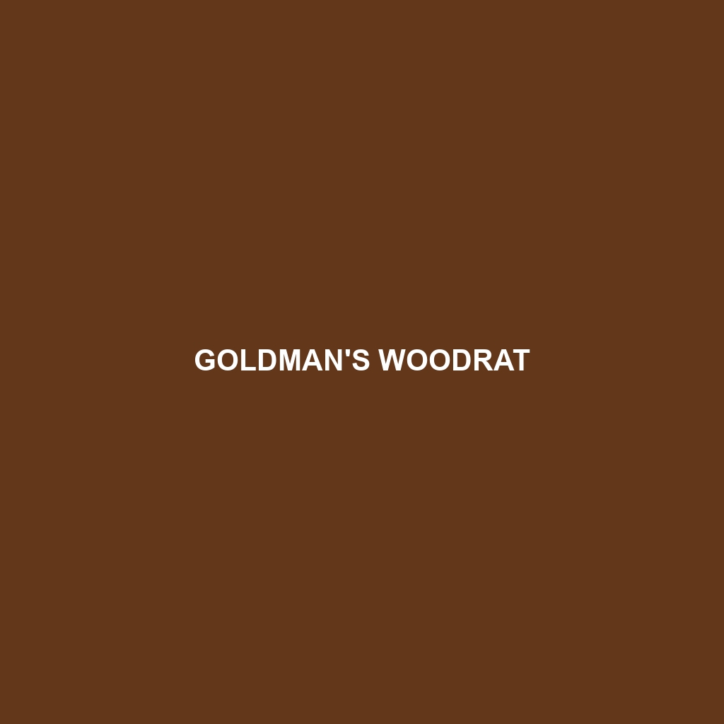 Goldman's Woodrat