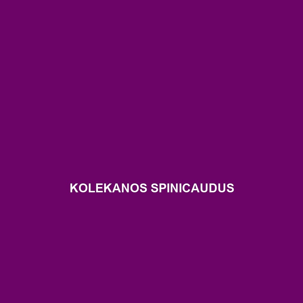 Kolekanos spinicaudus