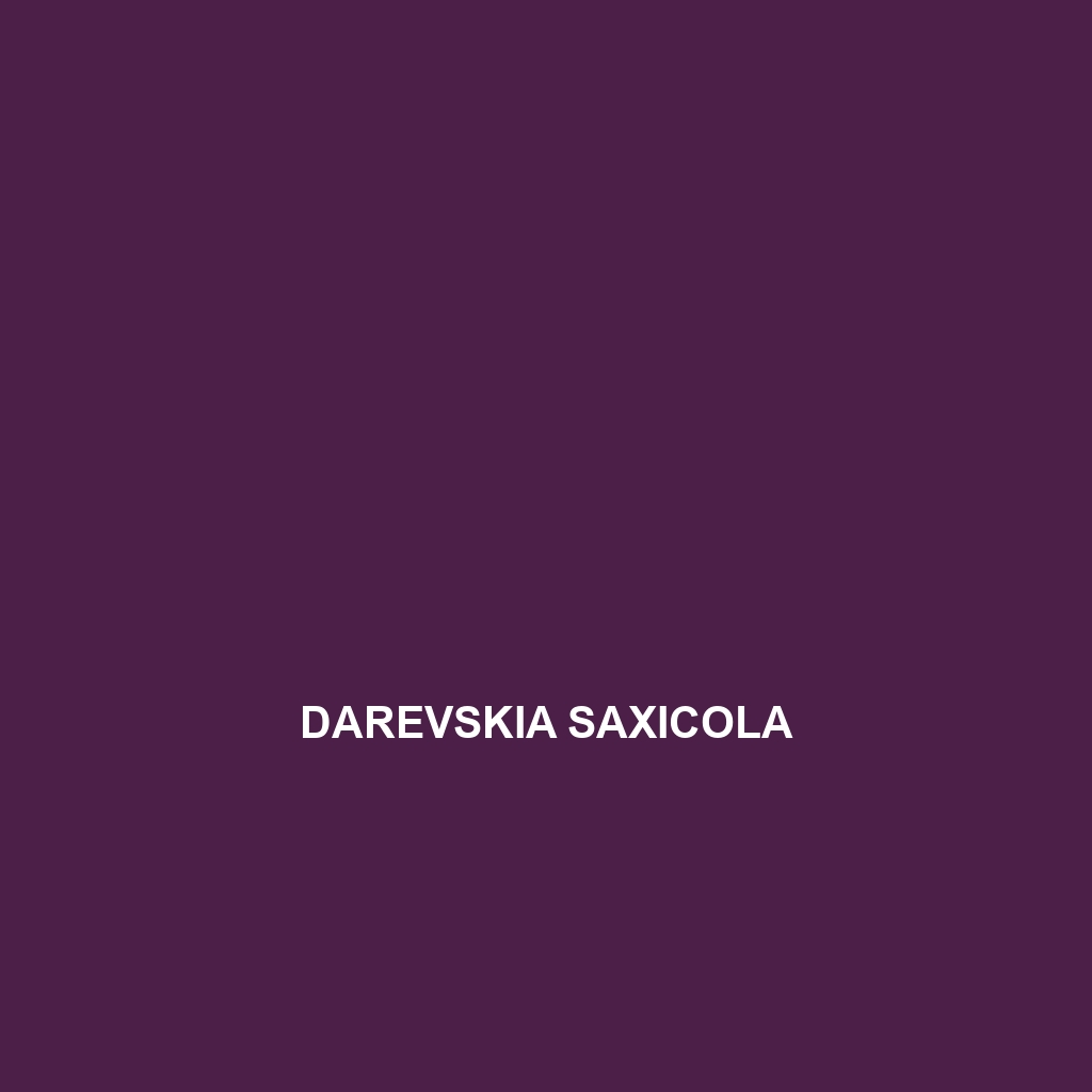 Darevskia saxicola