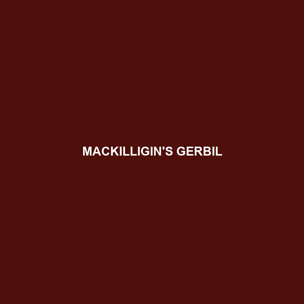 Mackilligin's Gerbil