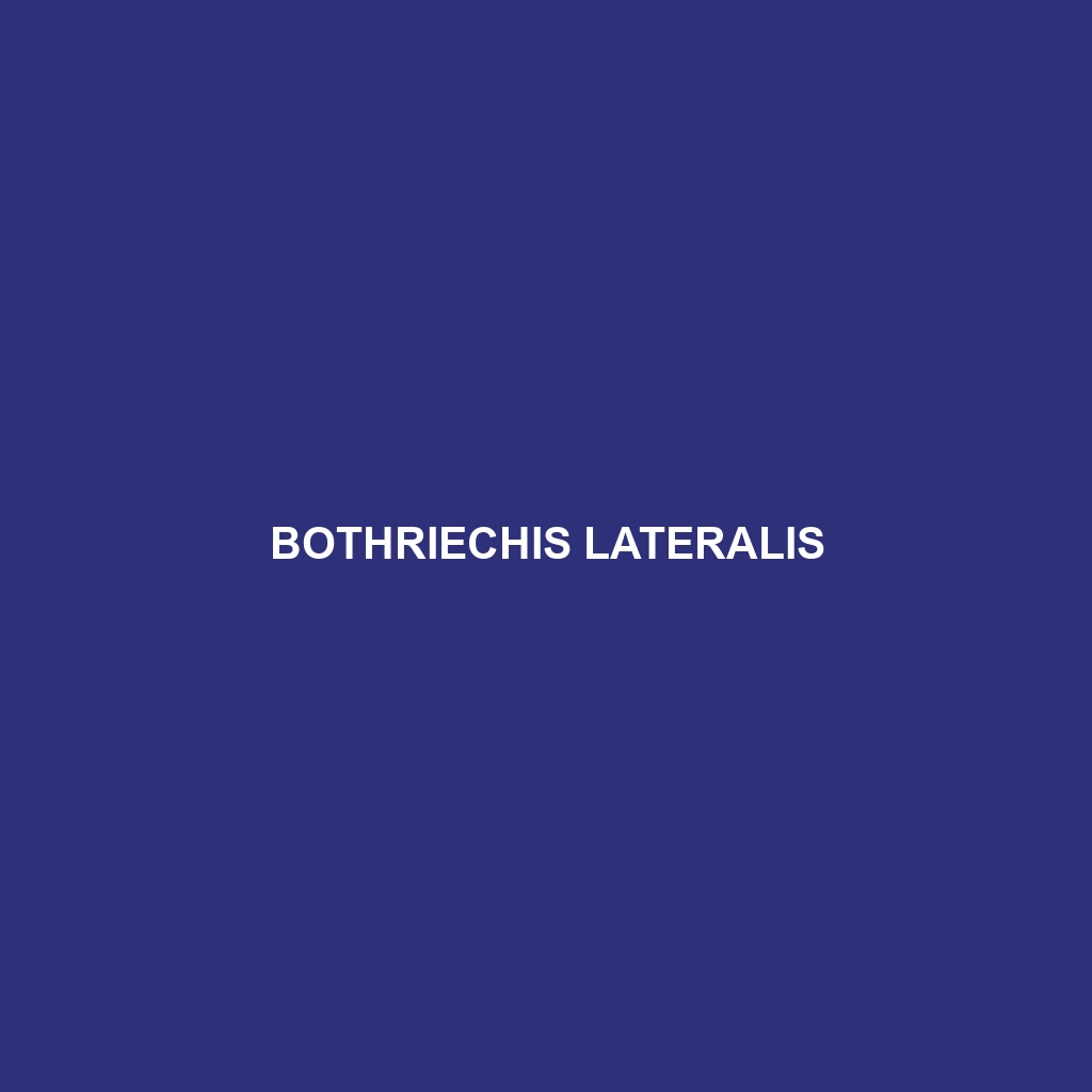 Bothriechis lateralis